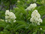Red Elderberry/Sambucus racemosa var.&nbsp;racemosa