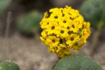 Sand Verbena/Abronia latifolia