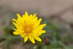 Seaside Dandelion/Agoseris apargioides var.&nbsp;eastwoodiae