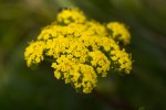 Spring Gold/Lomatium utriculatum