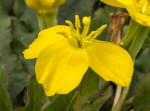 Suncups/Camissonia ovata