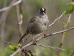 White-Crowned Sparrow