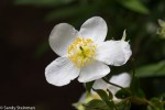 Bush Anemone/Carpenteria californica