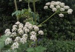 Cow Parsnip/Heracleum maximum