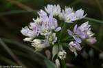 One-leaf Onion/Allium unifolium
