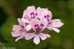 Pelagonium sp.