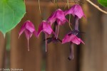 Purple Bell Vine/Rhodochiton atrosanguineus