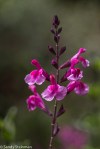 Salvia sp.
