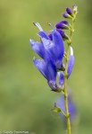 Salvia sp.