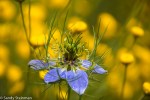 Love-in-a-Mist/Nigella  damascena