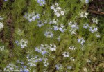 Love-in-a-Mist/Nigella  damascena