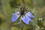 Love-in-a-Mist/Nigella  damascena