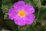 Rock Rose/Cistus sp.