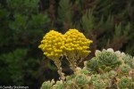 Stonecrop/ Sedum sp.