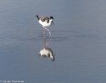 Black-necked Stilt