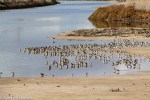 Shorebirds at San Pablo Bay National Wildlife&nbsp;Refuge