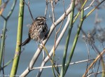 Song Sparrow