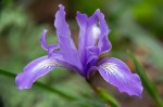 Iris_