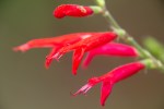 Pineapple_Sage_Salvia_elegans