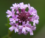 Verbena