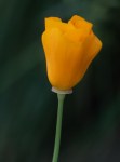 California_Poppy