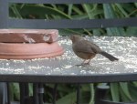 California_Towhee