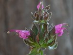 Hummingbird_Sage