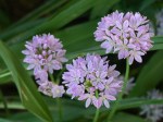 Onion_Allium-2