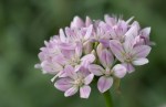 Onion_Allium-3