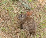Brush Rabbit