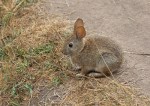 Brush_Rabbit