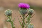Bull Thistle/Cirsium vulgare