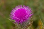 Bull_Thistle_Cirsium_vulgare