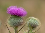 Bull_Thistle:Cirsium vulgare-2