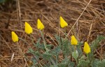 California_Poppy__Eschscholzia_californica