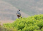 California_Quail-2