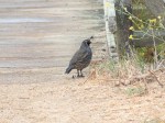 California_Quail