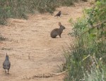 California_Quail__Brush_Rabbit__and_Brewer’s_Blackbird