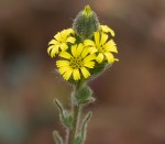 Coast_Tarweed_Madia_sativa