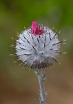 Cobweb_Thistle_Cirsium_occidentale_var.__occidentale-2