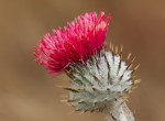 Cobweb_Thistle_Cirsium_occidentale_var.__occidentale