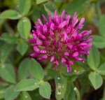 Cow Clover/Trifolium wormskioldii