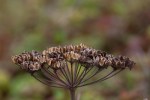 Cow_Parsnip_Heracleum_maximum