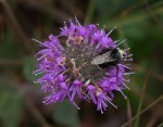 Franciscan_Pennyroyal_Monardella_villosa_var._franciscana