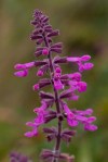 Marsh_Hedge-nettle_Stachys_ajugoides-2