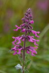 Marsh_Hedge-nettle_Stachys_ajugoides