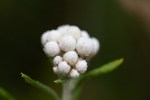 Pearly__Everlsting__Anaphalis_margaritacea