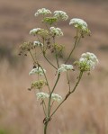 Poison_Hemlock_Conium__maculatum-2