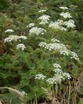 Poison_Hemlock_Conium__maculatum