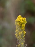 West_Coast_Goldenrod_Solidago_elongata